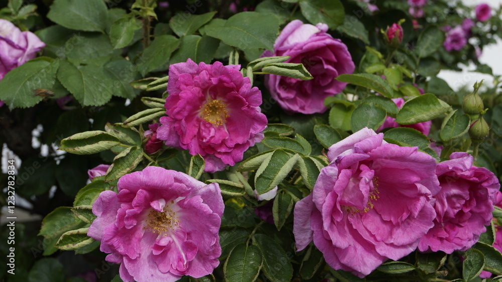 Lush buds and flowers of a pink bush rose Lush buds and flowers of a pink bush rose