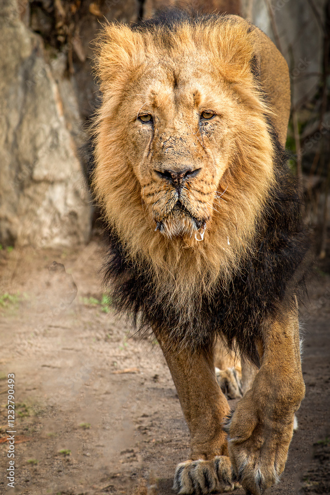 Close-up of a Single Lion Walking Towards Camera in Natural Habitat with Rocks and Vegetation Close-up of a Single Lion Walking Towards Camera in Natural Habitat with Rocks and Vegetation