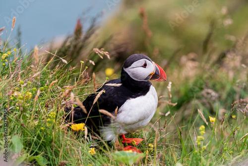 Puffins an the Westman Islands photo