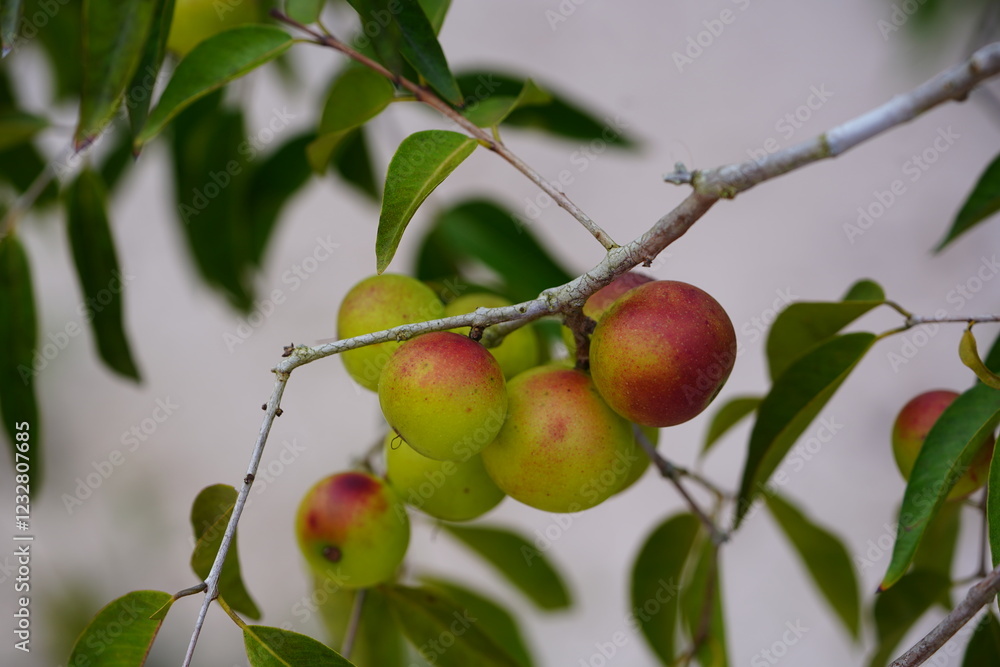 Camu Camu fruits on shrub, semi-ripe and ripe red fruits on beach of Rio Negro river. Camucamu (Myrciaria dubia) is a fruit with the highest concentration of vitamin C. Camu Camu fruits on shrub, semi-ripe and ripe red fruits on beach of Rio Negro river. Camucamu (Myrciaria dubia) is a fruit with the highest concentration of vitamin C.