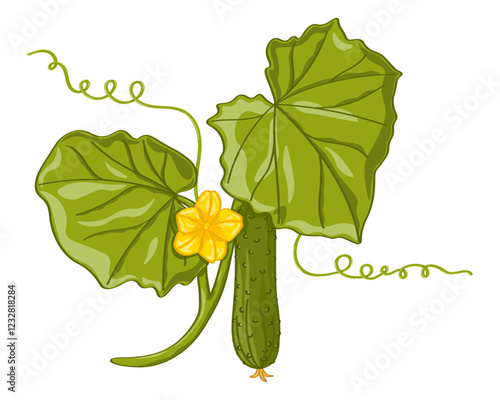 Botanical art of cucumber branch with yellow flower, green leaves and tendrils on white background