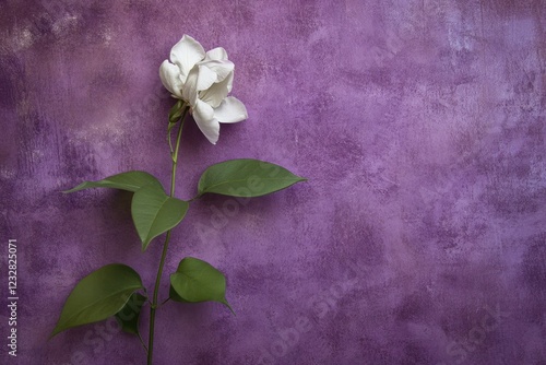 Single white flower stem against purple background