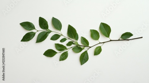 Wallpaper Mural green leaves and branch on white background Torontodigital.ca