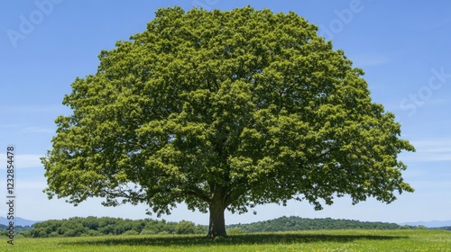 Wallpaper Mural Large Green Tree in a Summer Field Torontodigital.ca