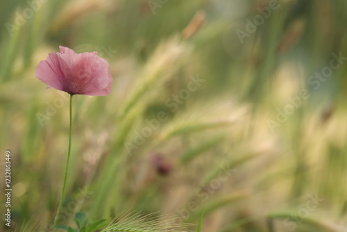 fiore di papavero in primavera photo