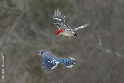 Red Bellied male woodpecker dominating Blue Jays at feeder in winter photo