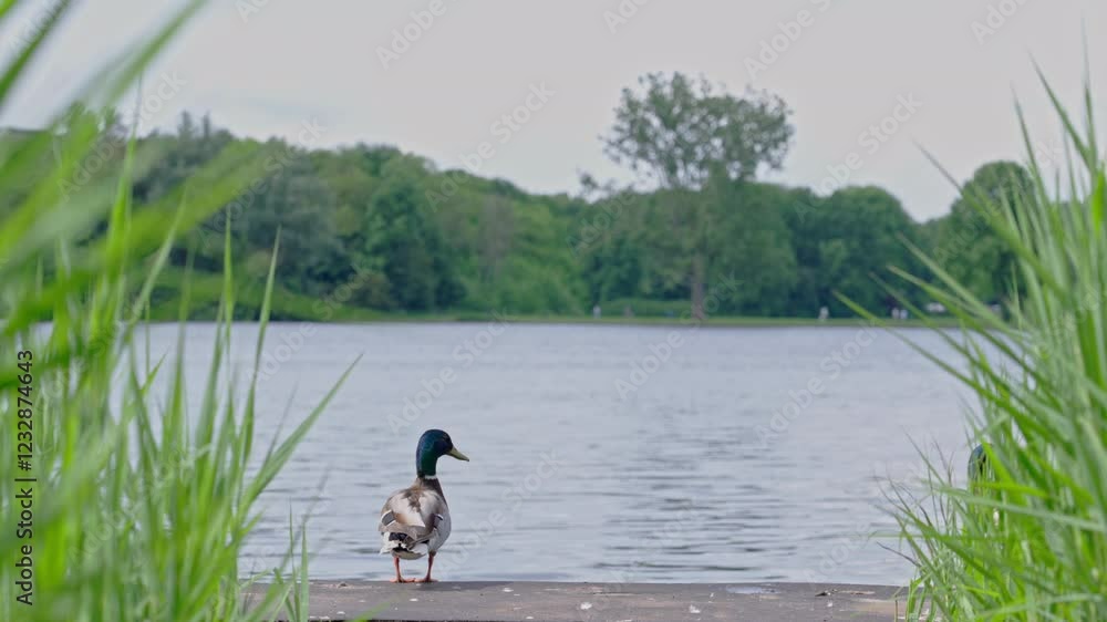 Mallard duck jumps into water from dock surrounded by tall grass Mallard duck jumps into water from dock surrounded by tall grass