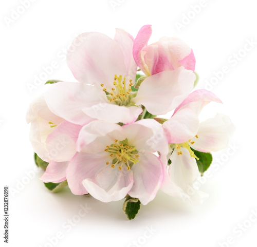 Apple flowers on white.