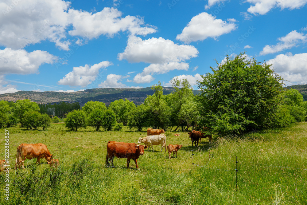 Naklejka premium Spring landscape with poplars in Alcala de la Selva Teruel province Aragon Spain