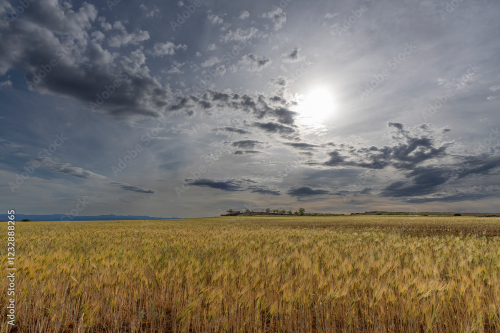 Fototapeta premium Sunset view of cereal plantation in Valbona Teruel Aragon Spain