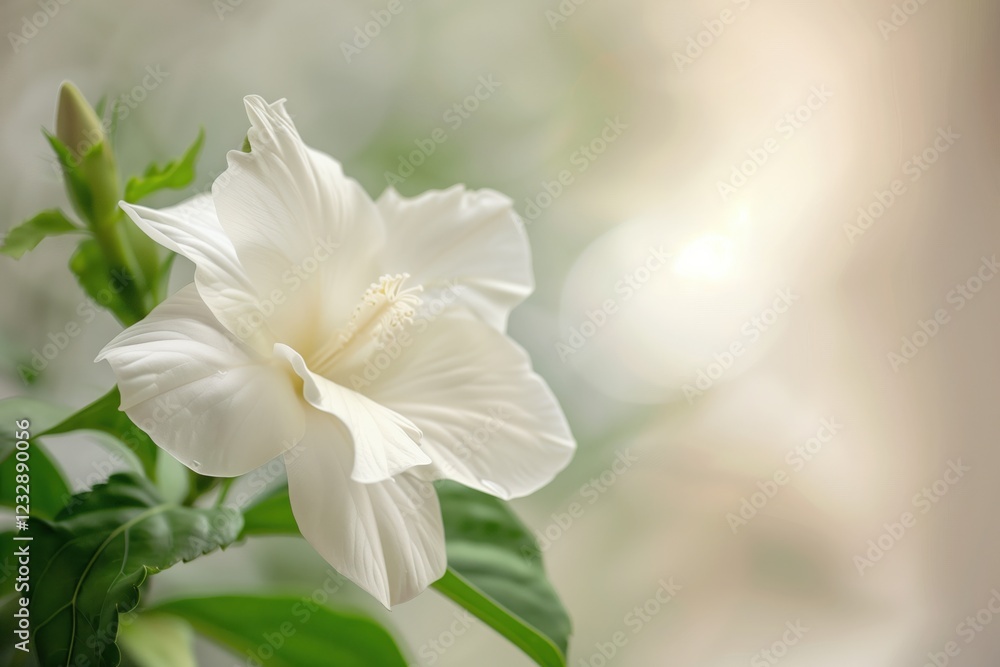 Fototapeta premium A white flower with a green stem