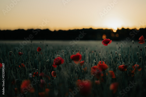 poppy flower field in sunset