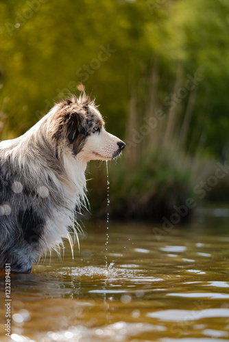 Australian Shepherd  drinking water