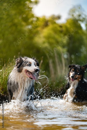 Two Australian Shepherd playing in water