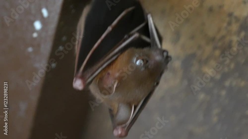 Cynopterus brachyotis, commonly known as the Lesser Short-Nosed Fruit Bat, is a medium-sized fruit bat found in South and Southeast Asia.  photo