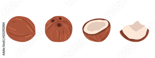 coconut. The tropical fruit is coconut. coconut chips. coconut grew on a palm tree. coconut milk. an artful cocktail. a fruit painted in a flat style. vector. delicious milk.