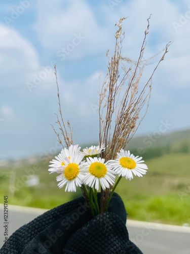 Daisies in the field