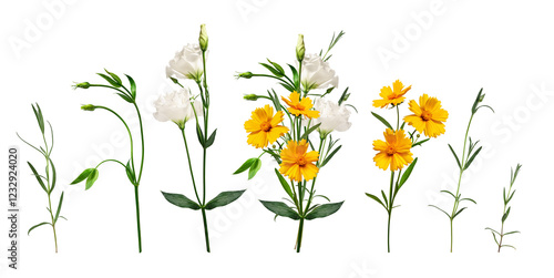 Yellow and white flowers and an example of a bouquet of these flowers. Botanical collection, spring or summer composition. Set of elements for creating collage or design, postcards, invitations.