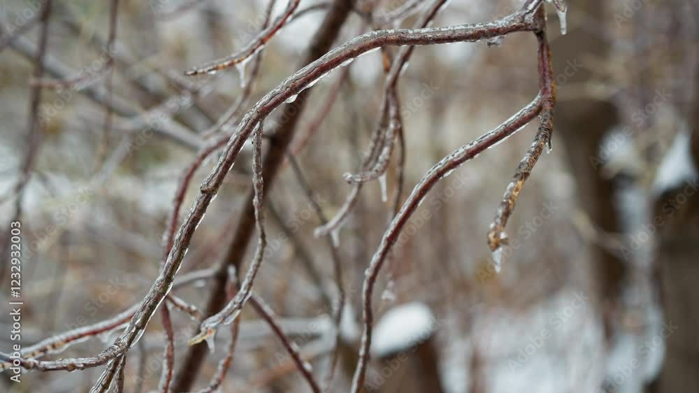 Close-up of frosted tree branches coated with ice and small dry leaves, highlighting intricate frozen patterns and textures in a tranquil winter setting against a softly blurred snowy background Close-up of frosted tree branches coated with ice and small dry leaves, highlighting intricate frozen patterns and textures in a tranquil winter setting against a softly blurred snowy background