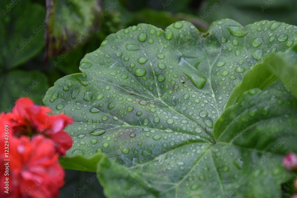 Green Leaves with Dew and Raindrops Green Leaves with Dew and Raindrops