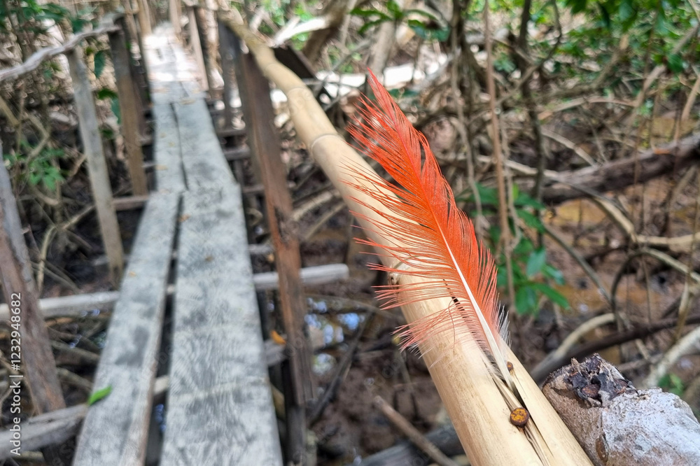 Pena de ave vermelha na floresta