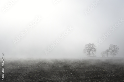 Nebbia in Pianura Padana, Frazione Passalacqua - Tortona - Alessandria - Piemonte - Italia photo