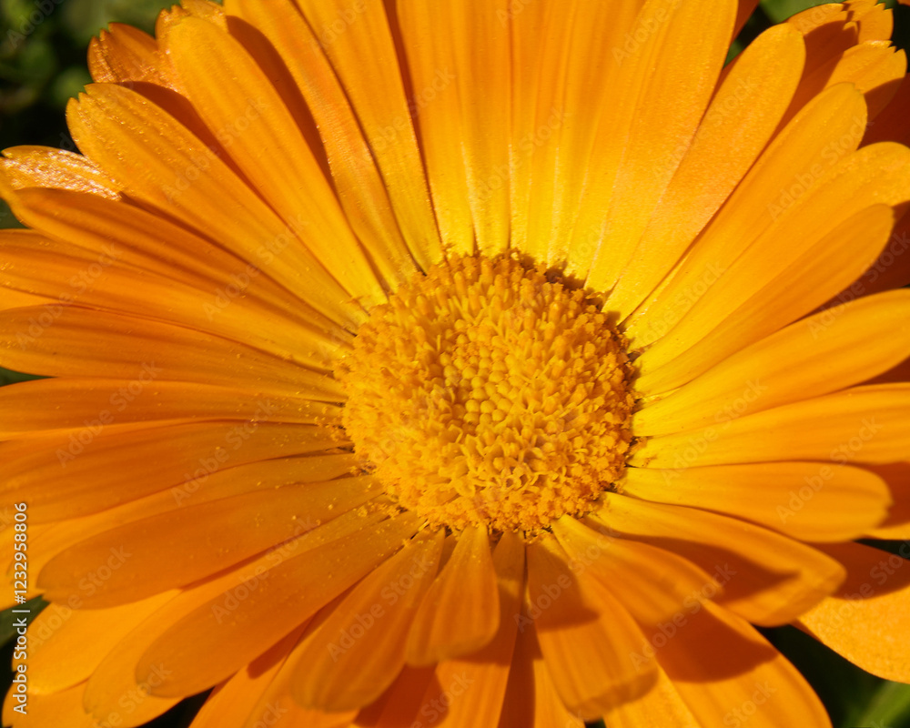 A close up calendula flower with delicate petals and a textured center, set against a blurred green foliage background. Organic skincare concept A close up calendula flower with delicate petals and a textured center, set against a blurred green foliage background. Organic skincare concept