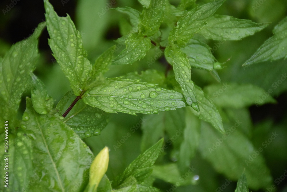 Green Leaves with Dew and Raindrops Green Leaves with Dew and Raindrops