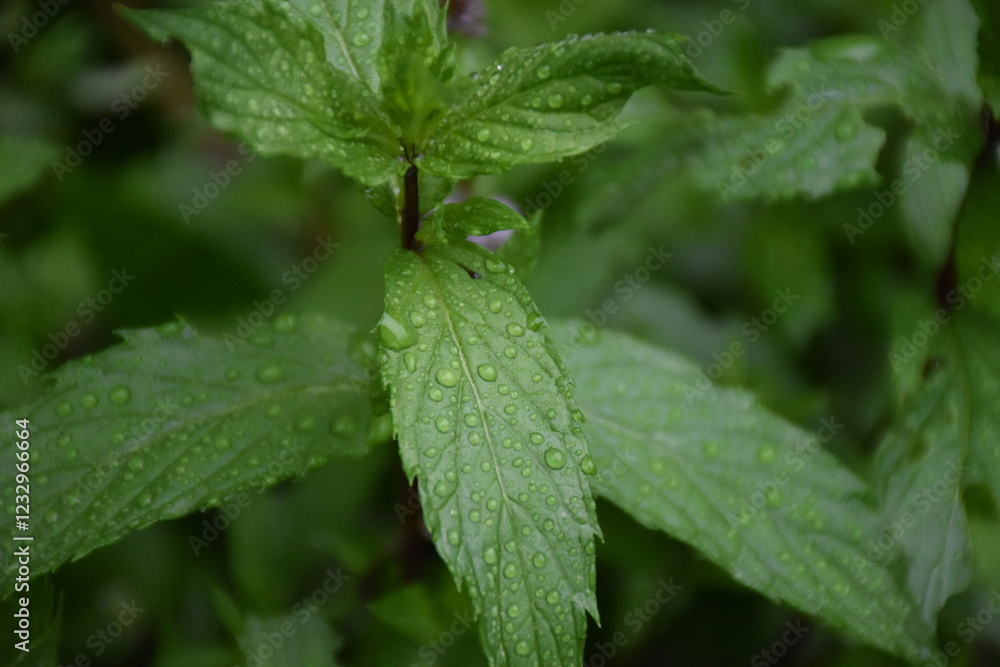Green Leaves with Dew and Raindrops Green Leaves with Dew and Raindrops