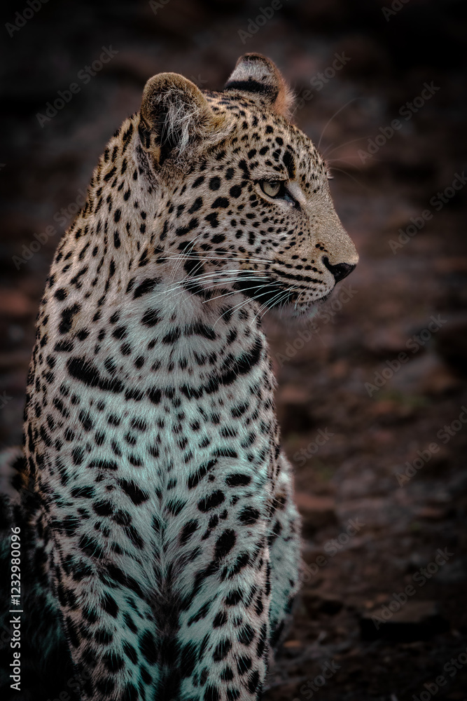 Naklejka premium leopard in the tree