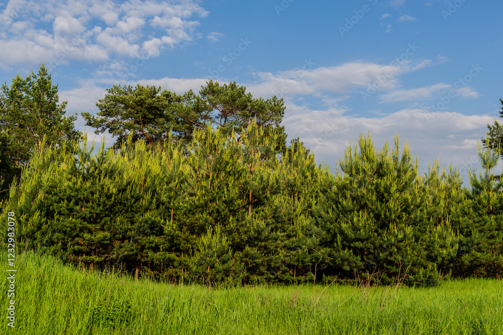 Obraz premium Trees in a pine forest during flowering.