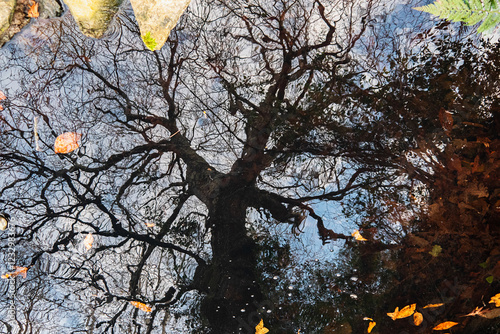 Reflection of a leafless tree in tranquil water with autumn leaves photo