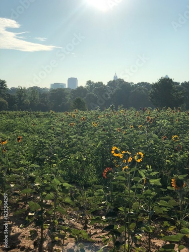 Blooming outside the city
