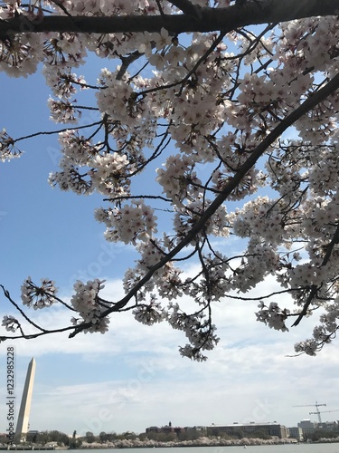 Cherry Blossoms