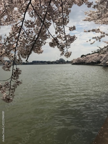 Cherry blossoms on the water
