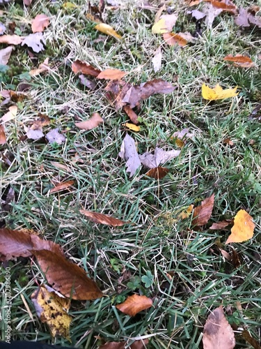 Crunchy leaves