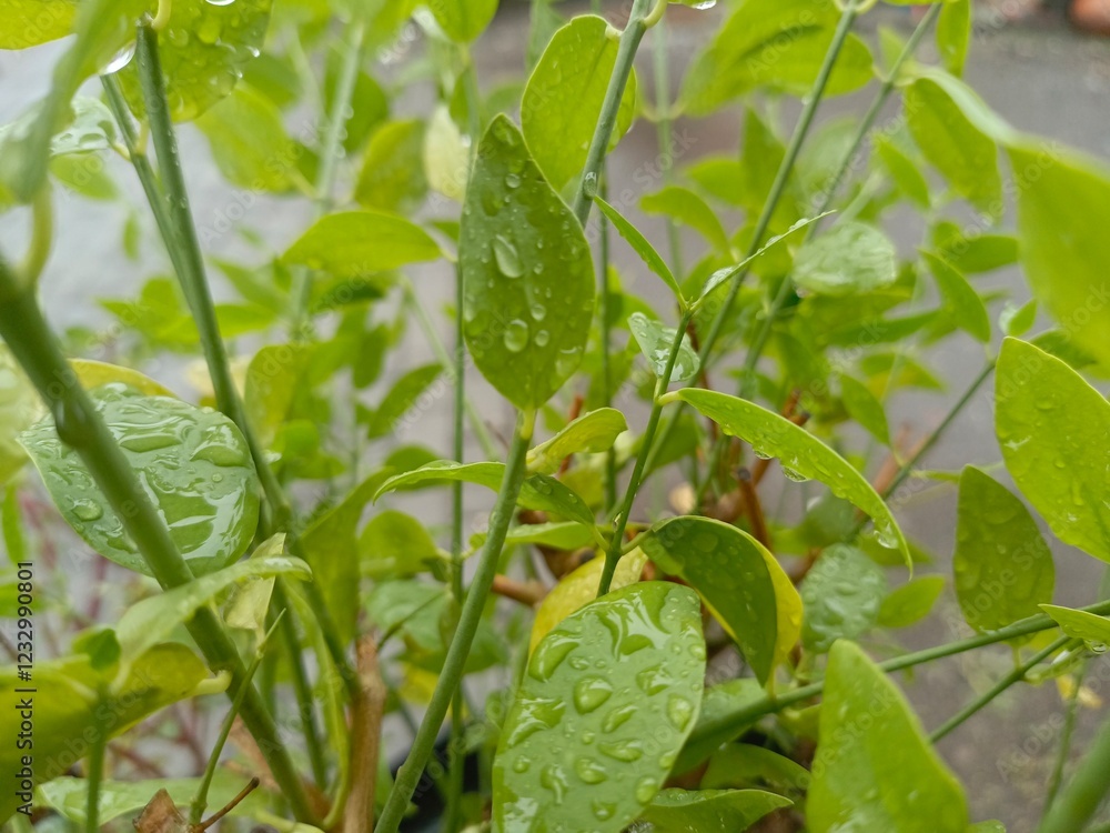 Dew or rain on green leaves and grass on blurred background Dew or rain on green leaves and grass on blurred background