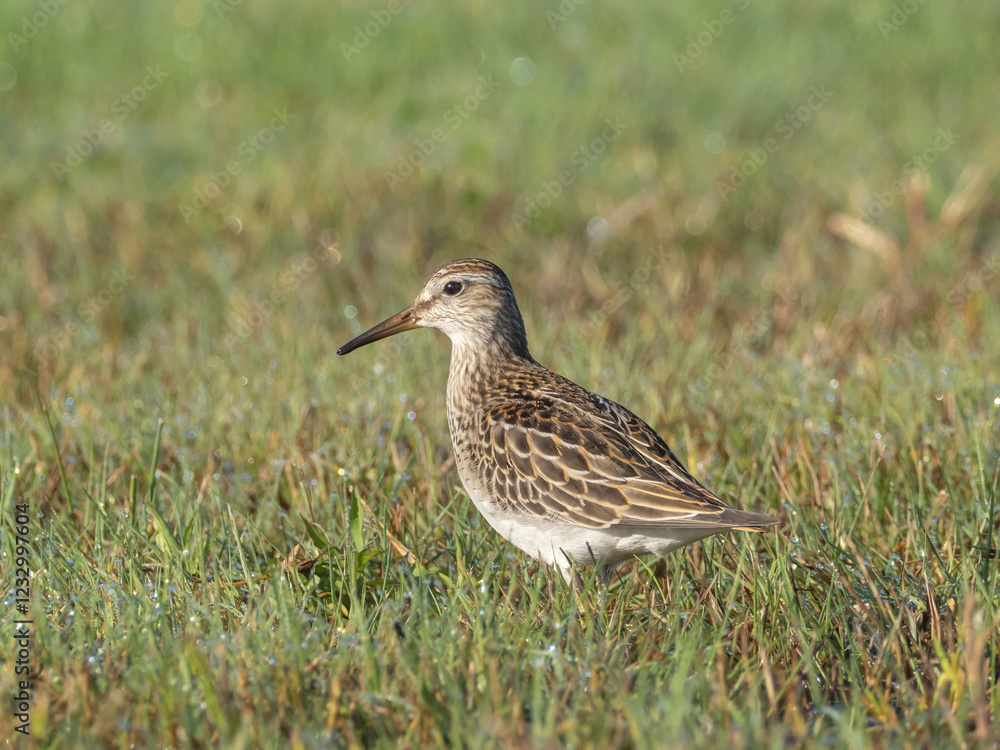 An immature Pectoral Sandpiper standing in wet grass An immature Pectoral Sandpiper standing in wet grass