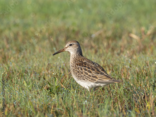 Wallpaper Mural An immature Pectoral Sandpiper standing in wet grass Torontodigital.ca