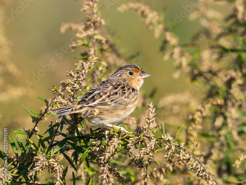 A Grasshopper Sparrow sitting up  amongst seedheads in bright sunlight