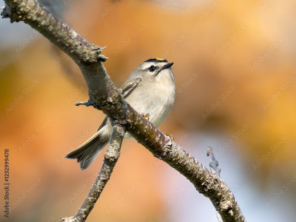 Naklejka premium A Golden-crowned Kinglet perched on a small branch with a background of fall color