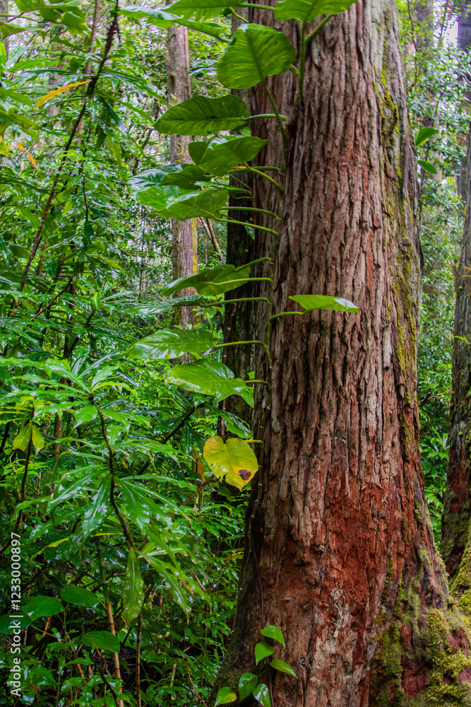 green forest in the morning