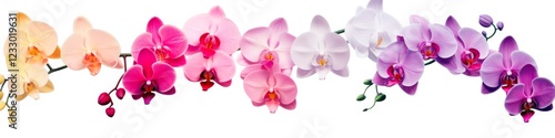 Phalaenopsis Flowers on White Background: Beautiful Collection of Blooming Orchids for Aroma and Botanical Inspiration (16:9)