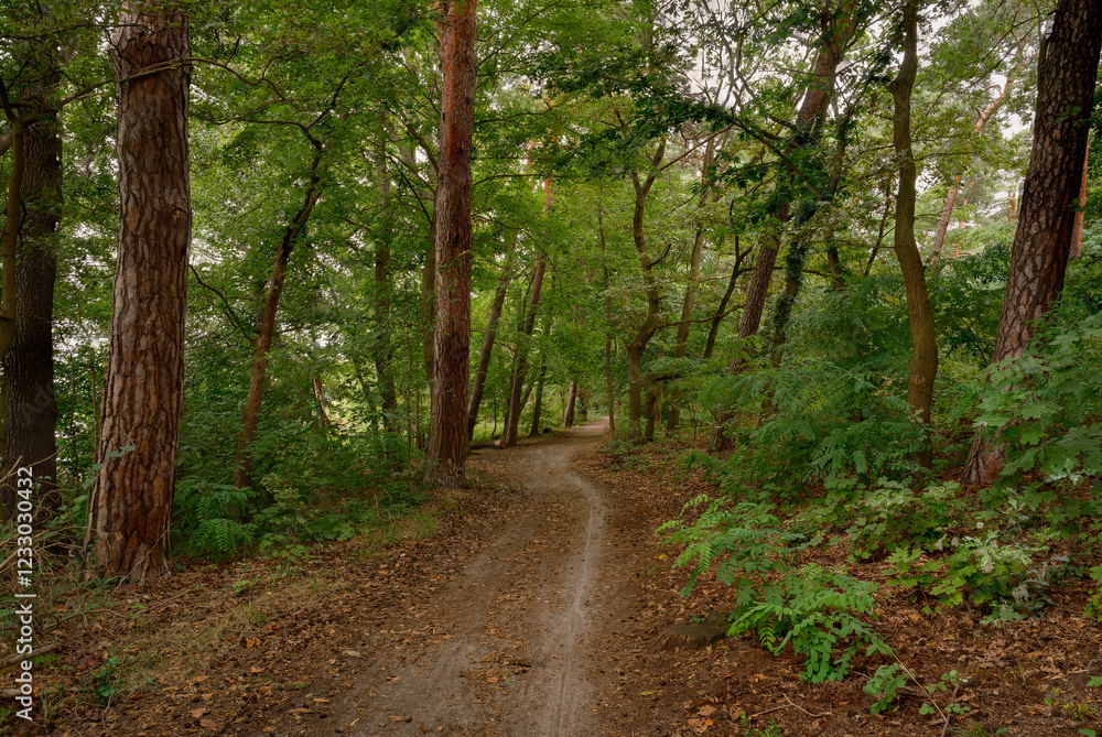 Zwischen Bäumen und Farnen schlängelt sich der Wanderweg entlang des Nordufers der Dahme in Berlin-Köpenick Zwischen Bäumen und Farnen schlängelt sich der Wanderweg entlang des Nordufers der Dahme in Berlin-Köpenick