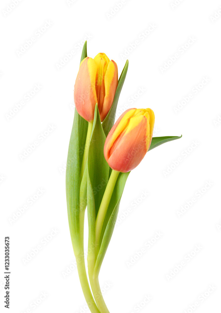 Colorful tulip flowers isolated on white Colorful tulip flowers isolated on white