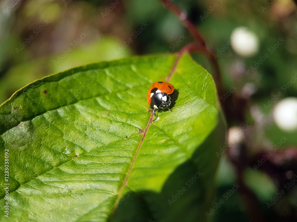 Ladybird on leaf summer garden Ladybird on leaf summer garden