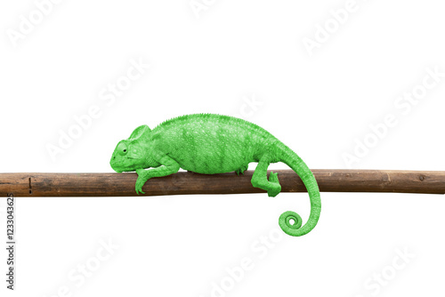 Furcifer oustaleti, great madagascar chameleon, green chameleon