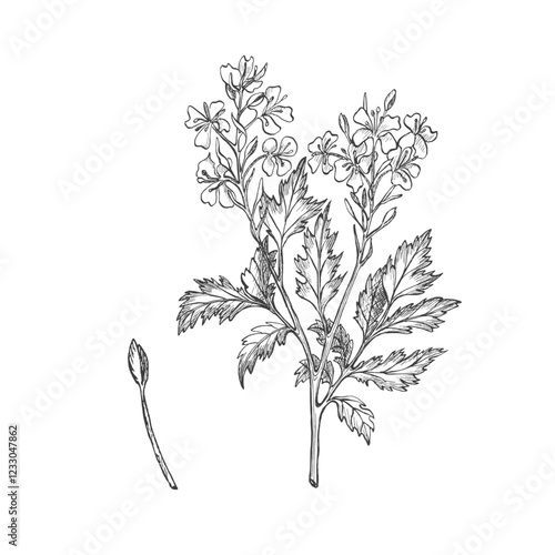 Mustard plant blooming. Graphic illustration. Vector. Hand drawn ink sketch illustration. Perfect for packaging seasoning, menu, cookbook design, summer compositions