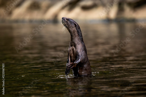 Nutria standing in water in Khao Sok, Surat Thani, Thailand photo