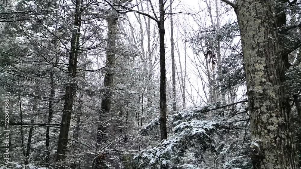flying through snow covered trees in a forest (scenic nature view of snowy conifers and deciduous tree in woods) hiking nature destination hudson valley upstate new york hike blizzard winter storm flying through snow covered trees in a forest (scenic nature view of snowy conifers and deciduous tree in woods) hiking nature destination hudson valley upstate new york hike blizzard winter storm